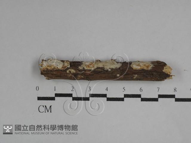 登錄號:F0029591藏品圖，第1張