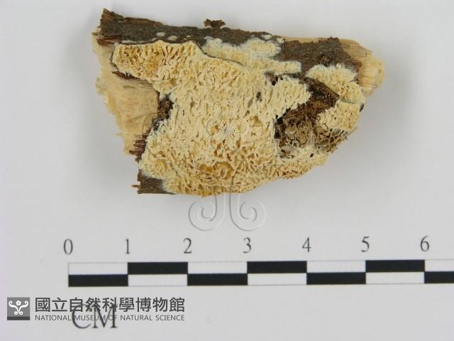 登錄號:F0009591藏品圖，第1張