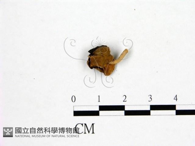 登錄號:F0019591藏品圖，第1張