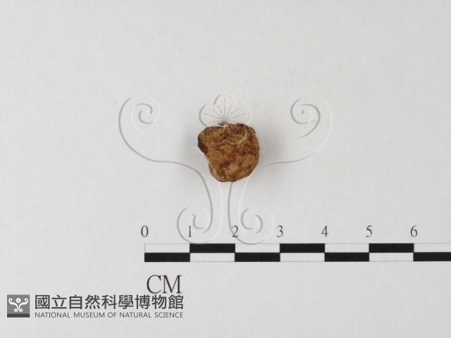 登錄號:F0023591藏品圖，第1張