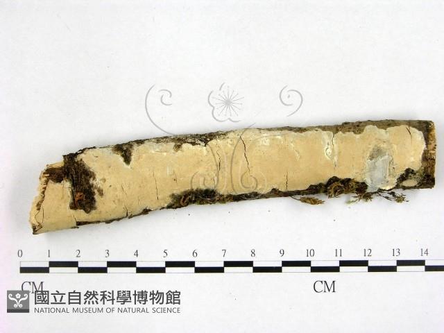 登錄號:F0003591藏品圖，第1張