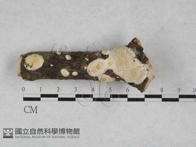 登錄號:F0028191藏品圖，第1張