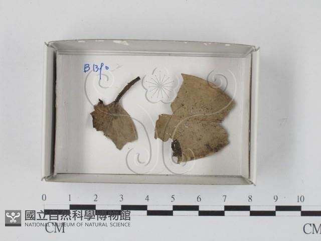 登錄號:F0018191藏品圖，第1張