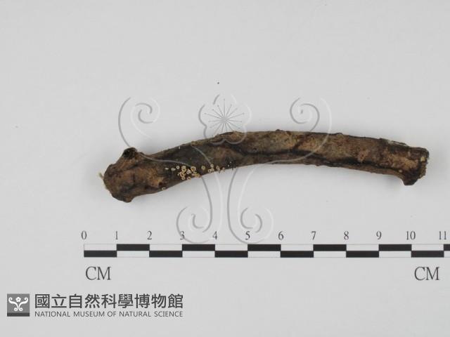 登錄號:F0020191藏品圖，第1張