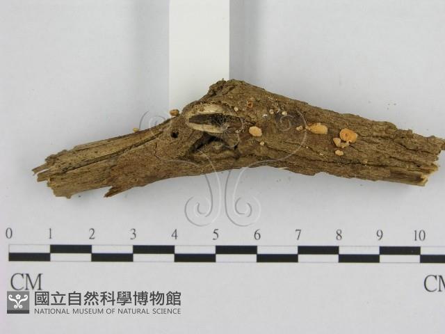 登錄號:F0010191藏品圖，第1張
