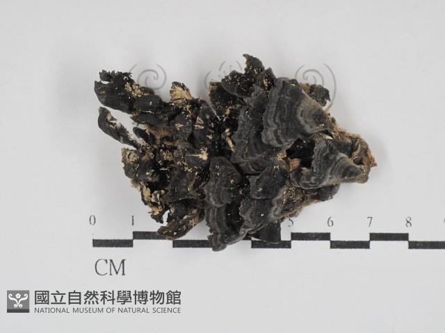 雲芝藏品圖，第1張