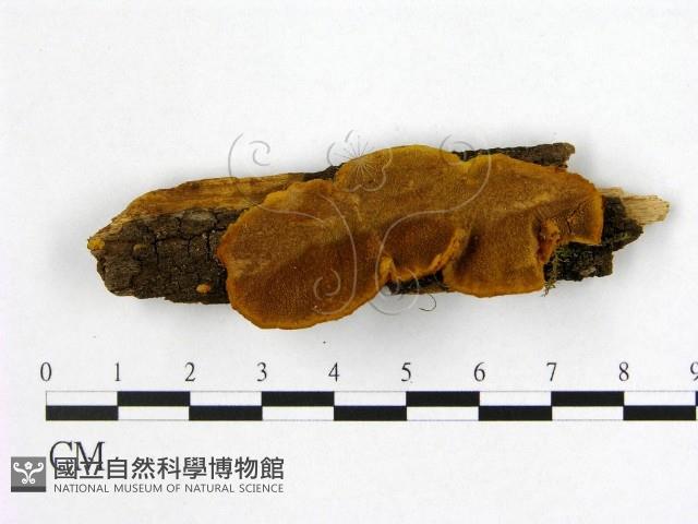 登錄號:F0006191藏品圖，第1張