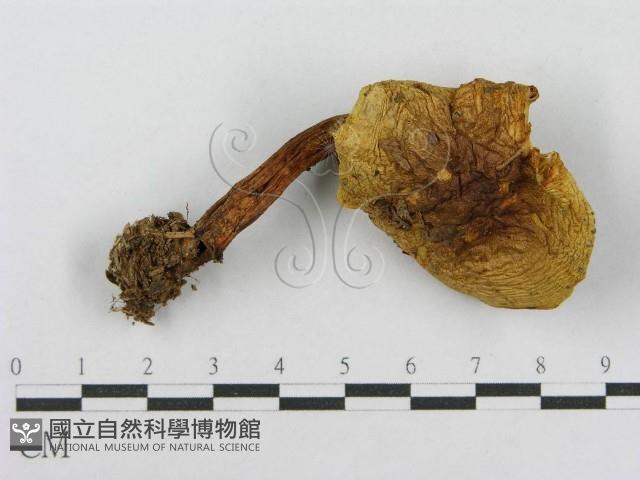 登錄號:F0016191藏品圖，第1張