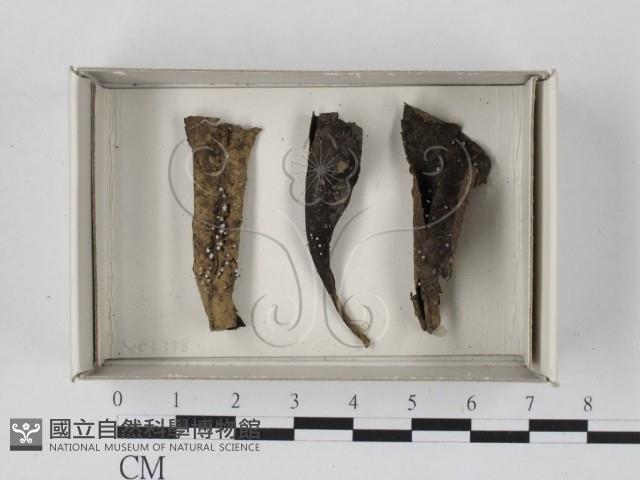 登錄號:F0021191藏品圖，第1張
