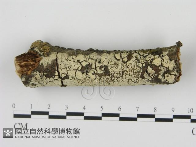 剛毛絲皮菌藏品圖，第1張
