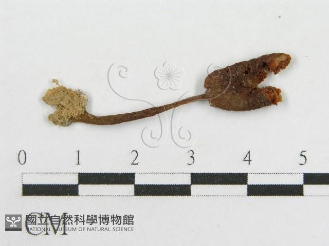 粉褶菌屬藏品圖，第1張