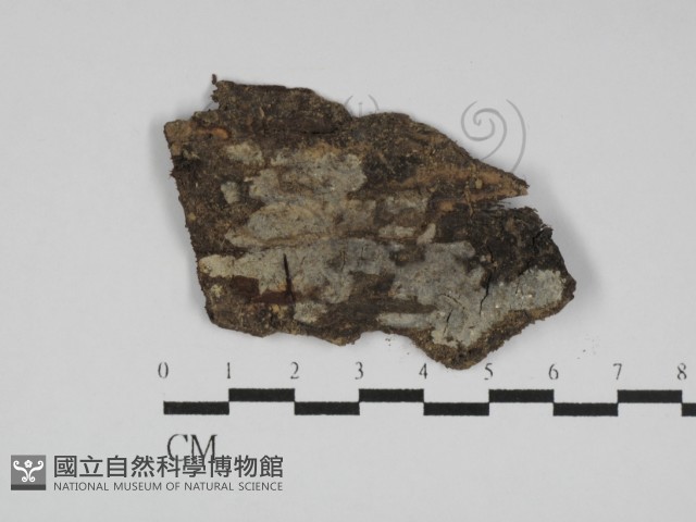 粗糙孢菌屬藏品圖，第1張