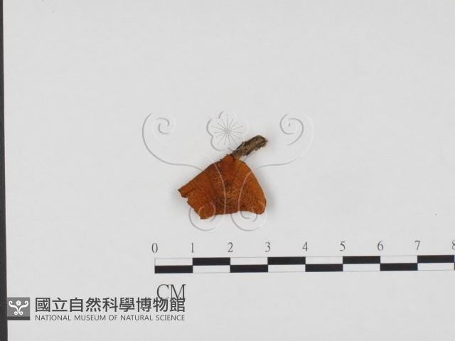登錄號:F0024191藏品圖，第1張