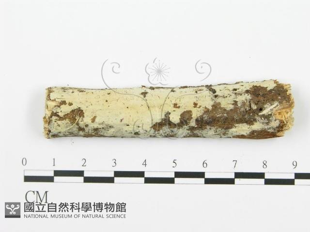 射脈菌屬藏品圖，第1張