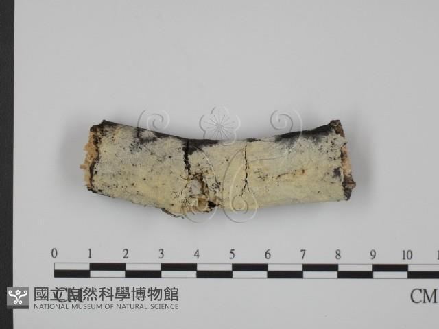 登錄號:F0012191藏品圖，第1張