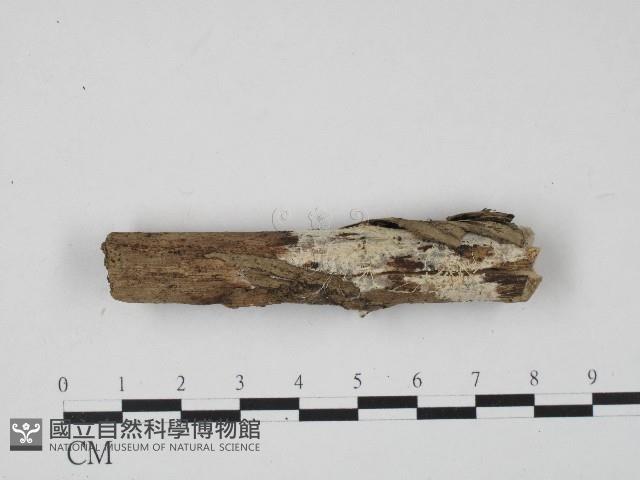 登錄號:F0017191藏品圖，第1張