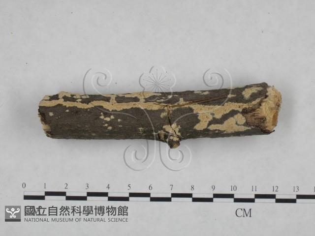 登錄號:F0025191藏品圖，第1張