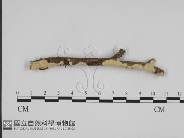 登錄號:F0015191藏品圖，第1張