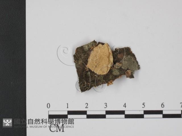 登錄號:F0009191藏品圖，第1張