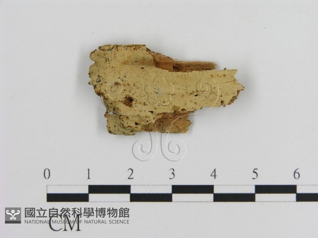 登錄號:F0003191藏品圖，第1張