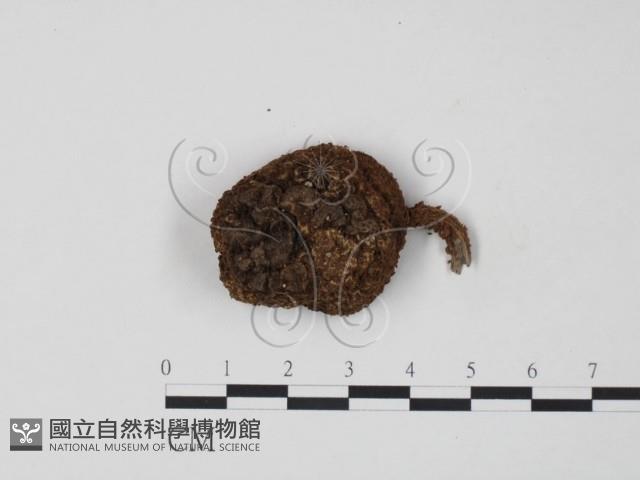 登錄號:F0013191藏品圖，第1張