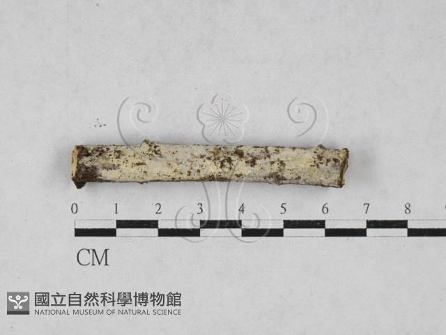 絲齒菌屬藏品圖，第1張