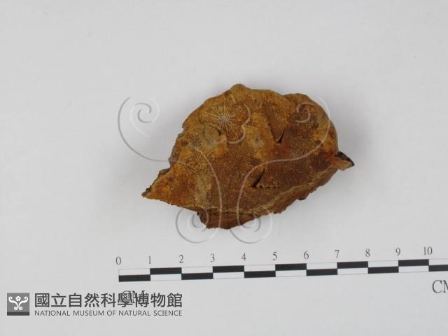 登錄號:F0008091藏品圖，第1張