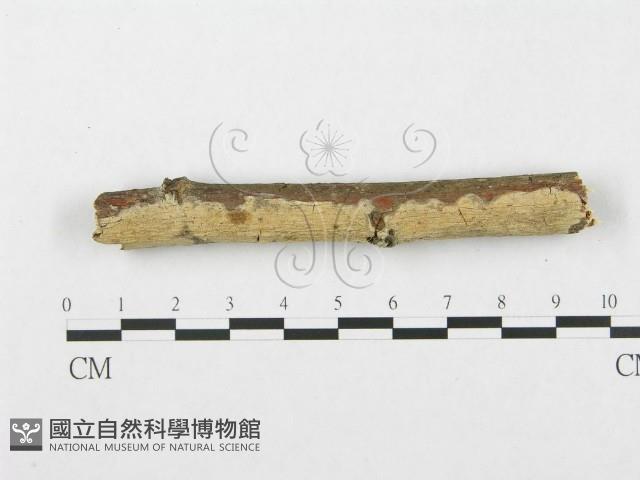 銳岩菌屬藏品圖，第1張
