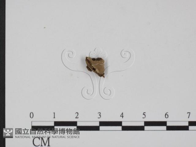 登錄號:F0010091藏品圖，第1張