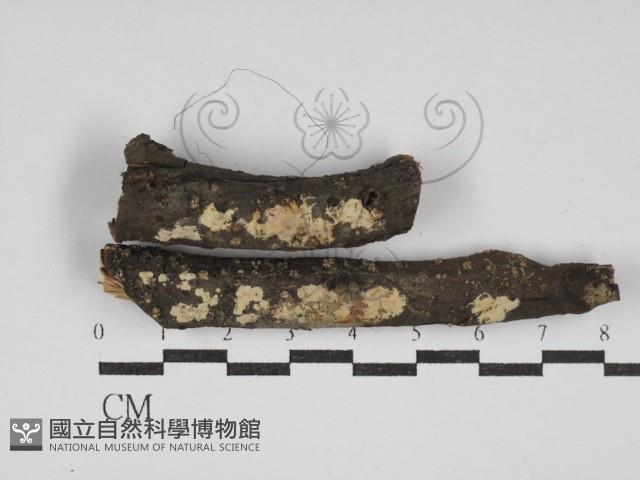 柱擔菌屬藏品圖，第1張