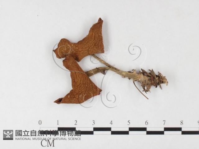 登錄號:F0026091藏品圖，第1張