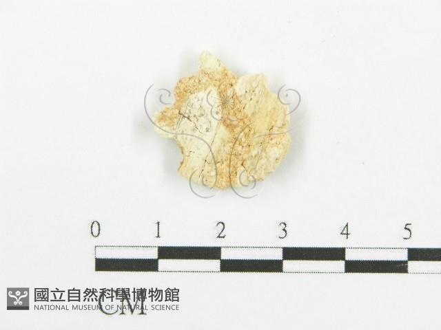 登錄號:F0006091藏品圖，第1張