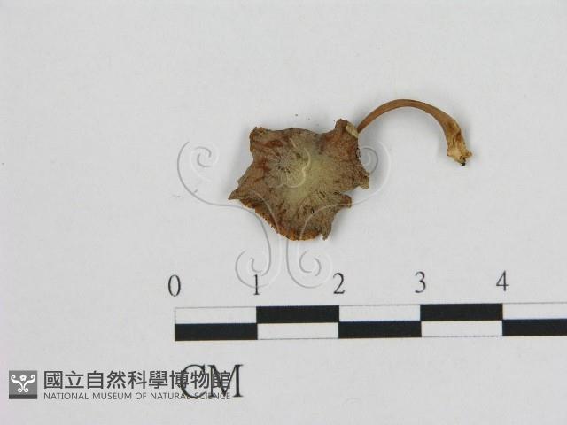 小皮傘屬藏品圖，第1張