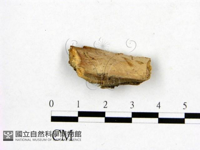 登錄號:F0001091藏品圖，第1張