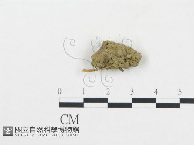 登錄號:F0011091藏品圖，第1張