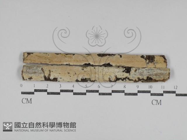 登錄號:F0031091藏品圖，第1張