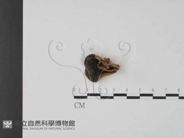 毛木耳藏品圖，第1張