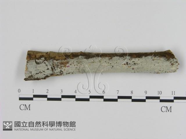 登錄號:F0004091藏品圖，第1張