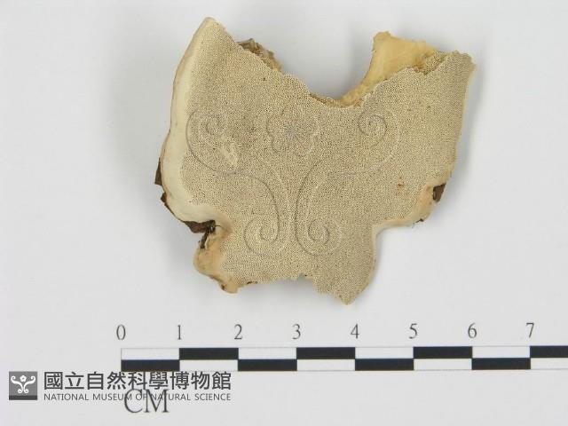 松生擬層孔菌藏品圖，第1張