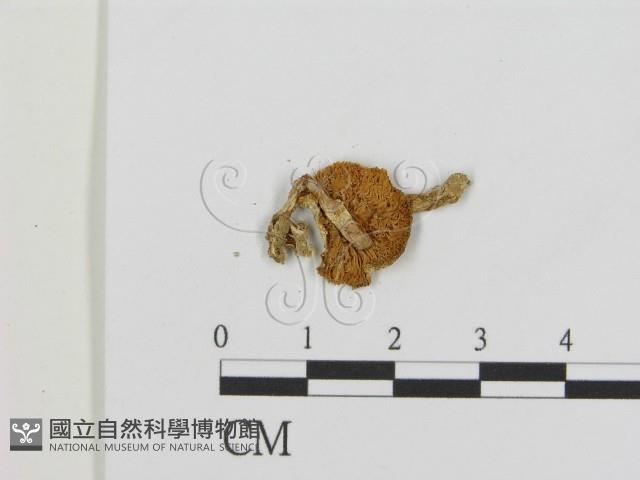 登錄號:F0002091藏品圖，第1張