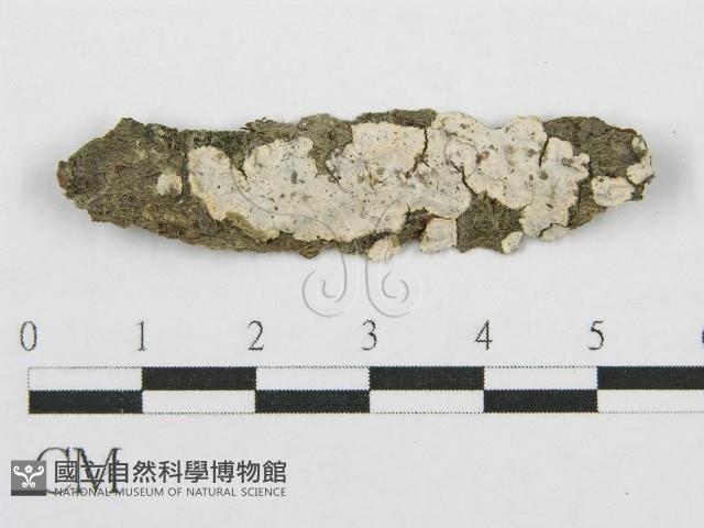 筍殼菌屬藏品圖，第1張
