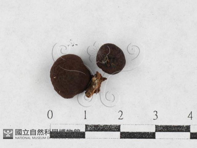 登錄號:F0027091藏品圖，第1張