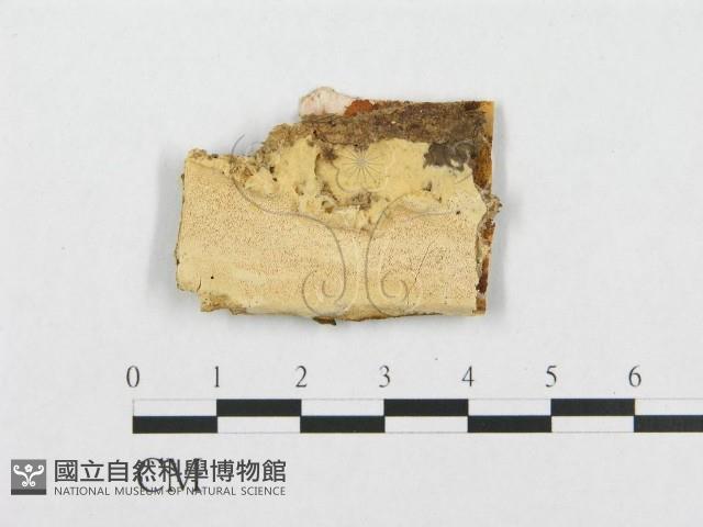 登錄號:F0007091藏品圖，第1張