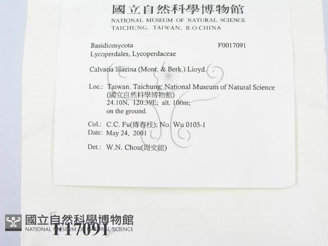 紫色禿馬勃藏品圖，第3張