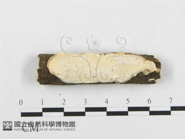 骨皮菌屬藏品圖，第1張