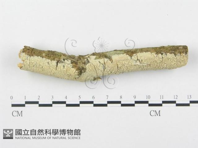 登錄號:F0015091藏品圖，第1張