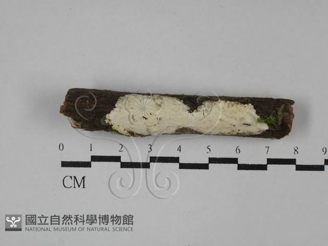 登錄號:F0029091藏品圖，第1張