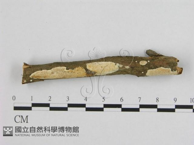 登錄號:F0009091藏品圖，第1張