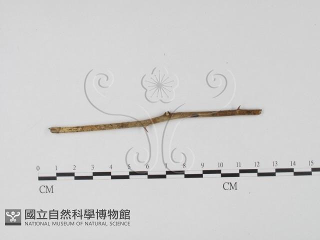 登錄號:F0003091藏品圖，第1張
