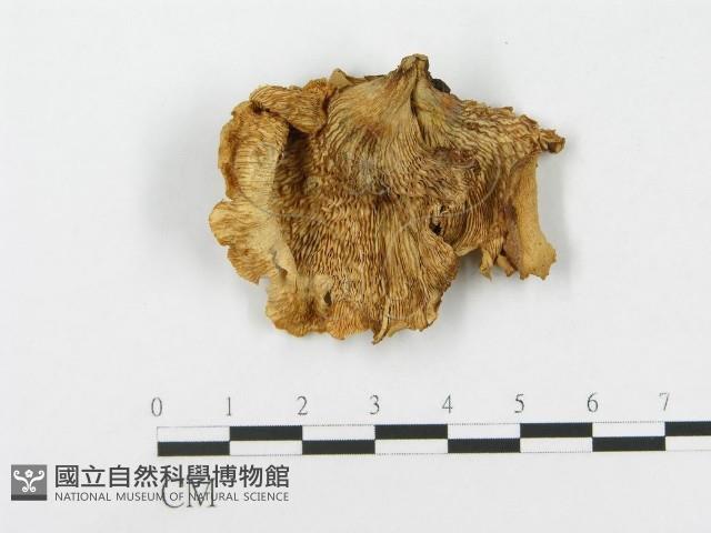 登錄號:F0013091藏品圖，第1張